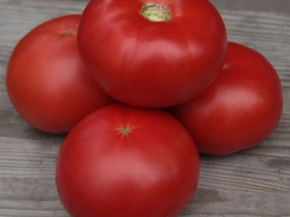 Pomidoras Kibo F1