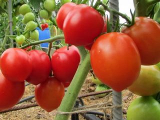 Tomato Stolypin: ulasan hasil foto