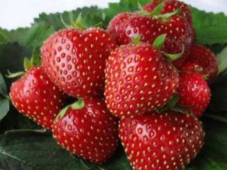 Strawberry Kent
