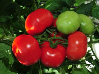 Tomat Blagovest: anmeldelser, bilder, utbytte