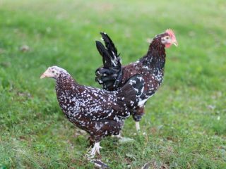Cāļi Sussex: foto un apraksts