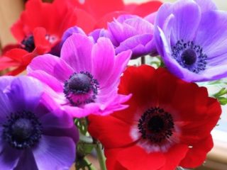 Anemone Crowned: sodinimas rudenį, nuotrauka