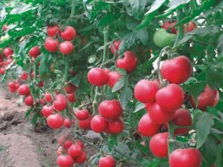 Tomato Raspberry Chime