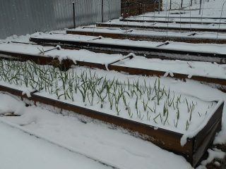 Plante løk og hvitløk før vinteren