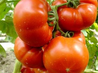 Kegembiraan Tomato Paradise: ulasan, foto, hasil