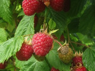 Aveņu šķirne Kuzmin's News: foto un apraksts