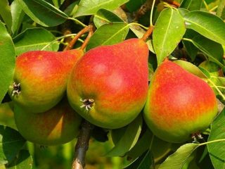 Bumbieru mīļākais Klaps: apraksts, fotogrāfijas, Recenzijas