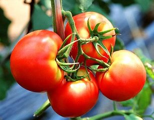 Tomatlogan F1