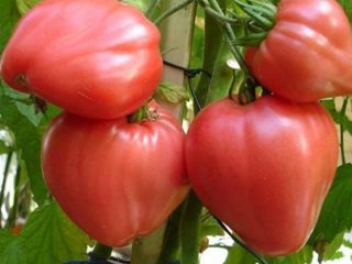 Tomato Jantung Bovine
