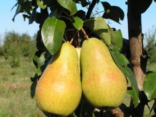 Kriaušė Chizhovskaya: veislės aprašymas, nuotraukos, apžvalgos
