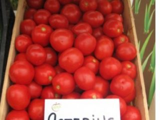 Tomato Asterix F1