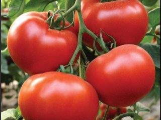 Tomatpræsident: karakteristika og beskrivelse af sorten