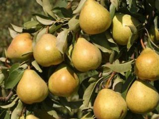 Kriaušių veislė Lyubimitsa Yakovleva: apžvalgos