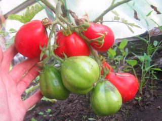 Tomato Truffle red: ulasan + foto