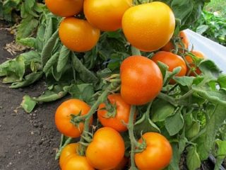 Tomato Golden ibu mertua: ulasan, foto