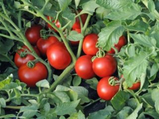 Tomato Katya: ulasan, foto, hasil
