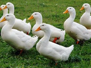 Duck race Agidel: anmeldelser, vokser derhjemme