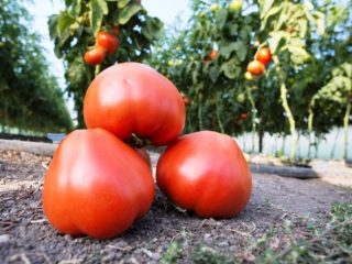 Tomato Mahitos F1