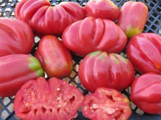 Tomato Fig pink: ulasan, gambar