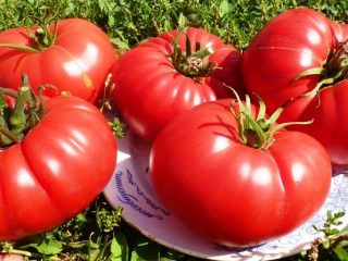 Tomato King Early: ulasan, gambar