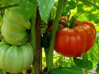 Tomāts Demidovs: atsauksmes, fotogrāfijas, raža