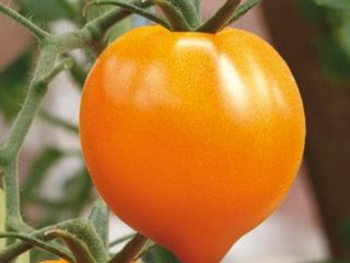 Tomato Orange Heart: ulasan, gambar