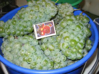 Grapes Kishmish Citronny: perihalan pelbagai, foto