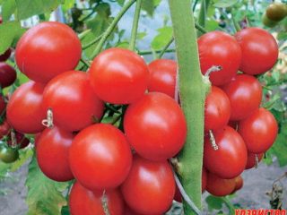 Tomato Linda F1: ulasan, gambar semak