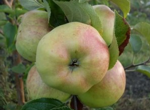 Obelis Bogatyras