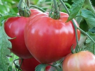 Tomato Big Mom: anmeldelser av gartnere + bilder