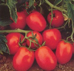 Tomato Chibli F1