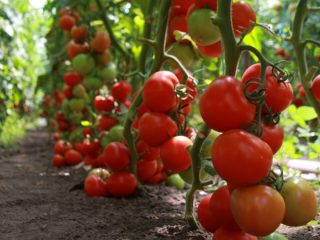 Tomato Tyler F1
