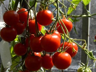 Tomat sommer bosatt: anmeldelser, bilder, utbytte