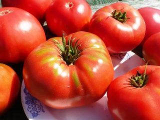 Tomato Pride of Siberia: anmeldelser + bilder