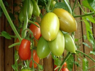 Tomato Niagara: ulasan, foto, hasil