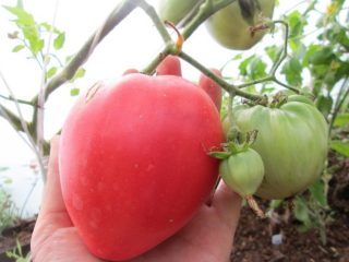 Tomato Batianya: ciri dan keterangan mengenai pelbagai