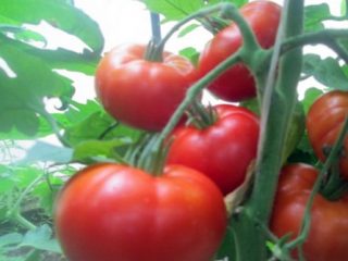 Tomato Alyosha Popovich: ulasan + foto