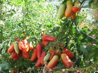 Tomatfransk gjeng: egenskaper og beskrivelse av sorten