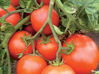 Tomato Astrakhan