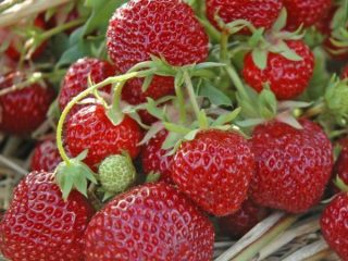 Strawberry Zenga Zengana: pelbagai penerangan, foto, ulasan