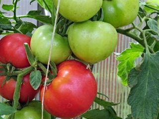 Tomato Pink Paradise F1