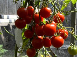 Tomāti Sarkangalvīte: foto un apraksts