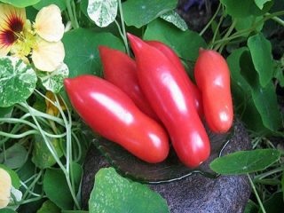 Tomato Ladies fingers: anmeldelser, bilder