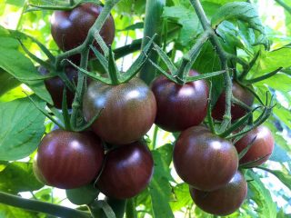 Tomato Chocolate: ulasan, foto, hasil