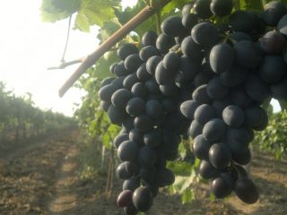 Anggur Moldova