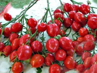 Tomat Geranium Kiss: egenskaber og beskrivelse af sorten