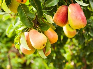 Bumbieru hercogiene: stādīšana un kopšana