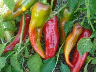 Pepper Cockatoo F1: arvostelut + valokuvat