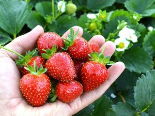 Fragola Evis Delight