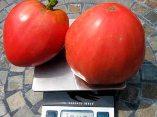Tomato Sensei: anmeldelser, bilder